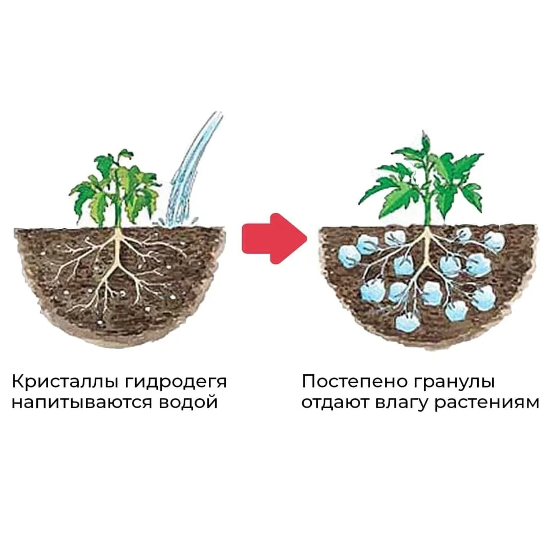 Как использовать гидрогель для растений? 💧

🌸Гидрогель - это полимер, необходимый для удержания вл