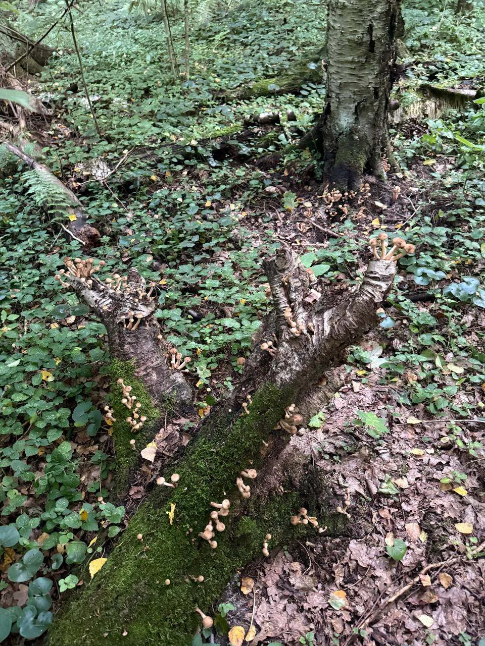 В лесах Одинцовского округа начался грибной сезон 🍄