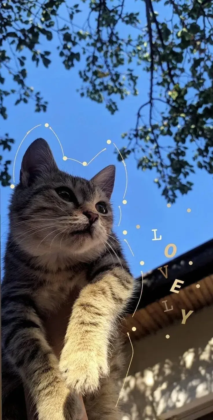Обои с котиками 💞