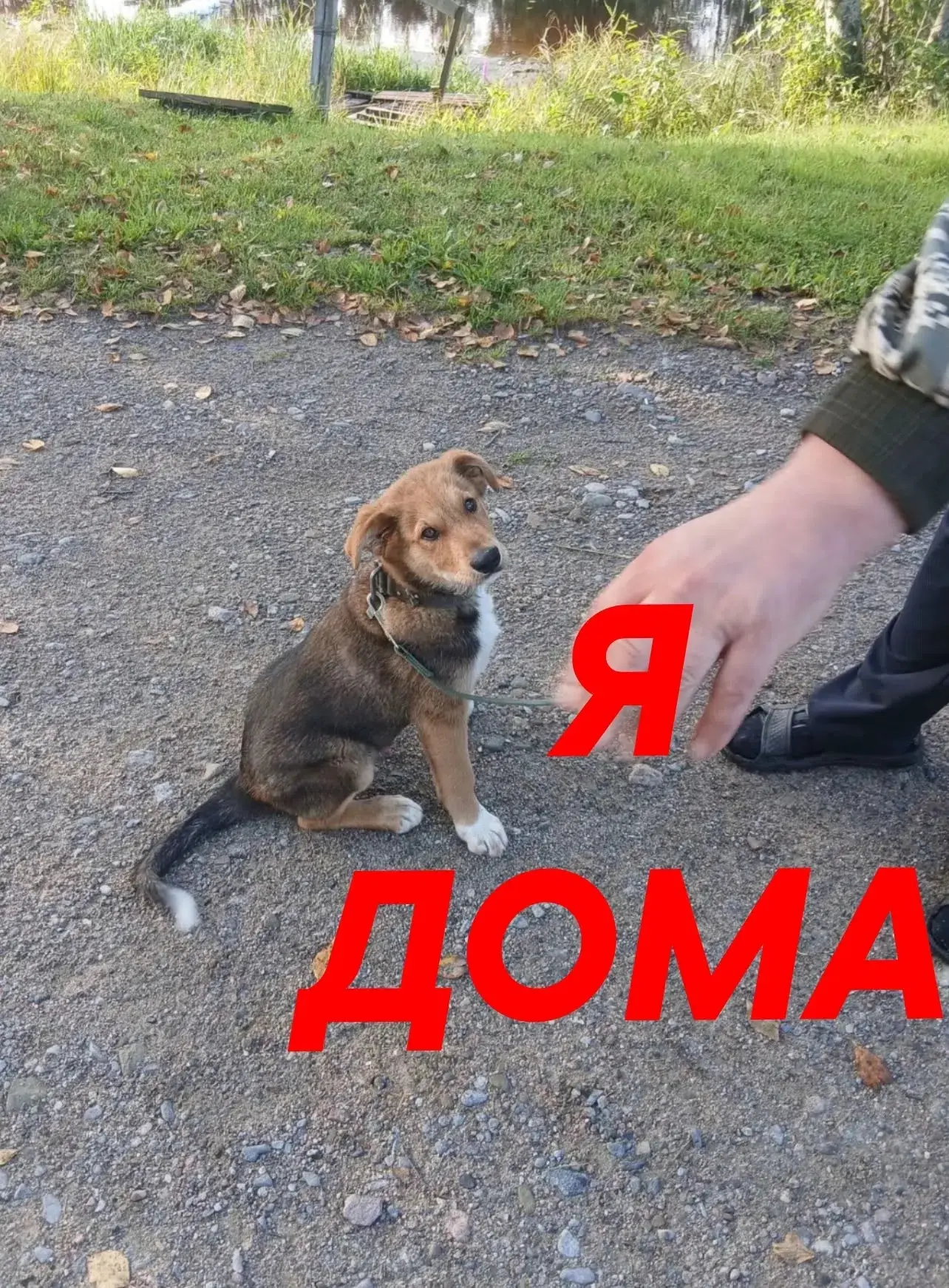 Счастливый финал доброй истории: все щенята обрели свой дом!