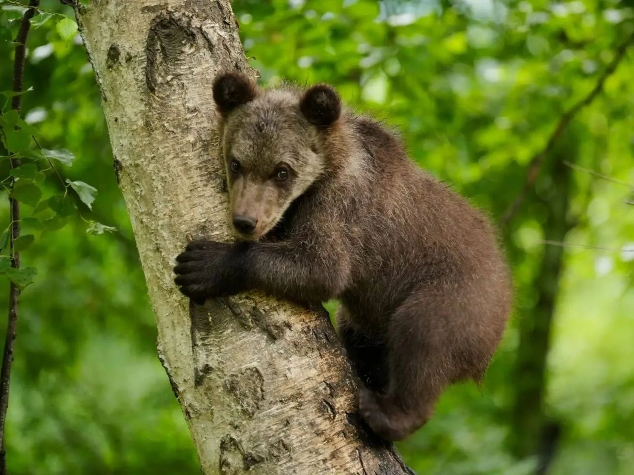 🙏🐻В Алтайском заповеднике выхаживают медвежонка Микки из Улаганского района