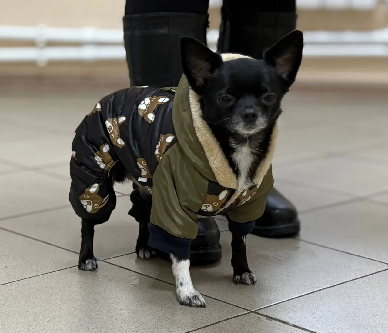 🐶Вы покупаете зимнюю одежду для своей собаки?