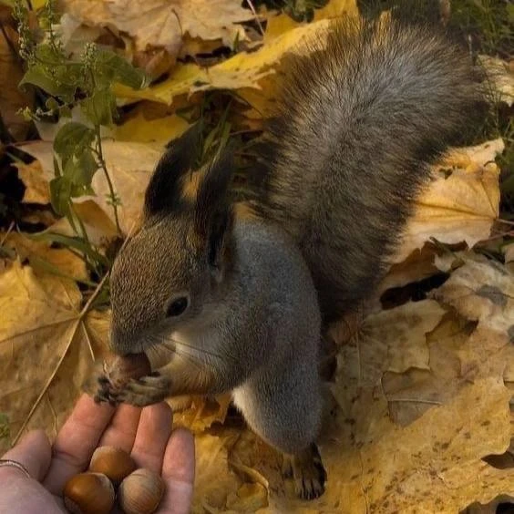 🍁🍂Осень🍂🍁