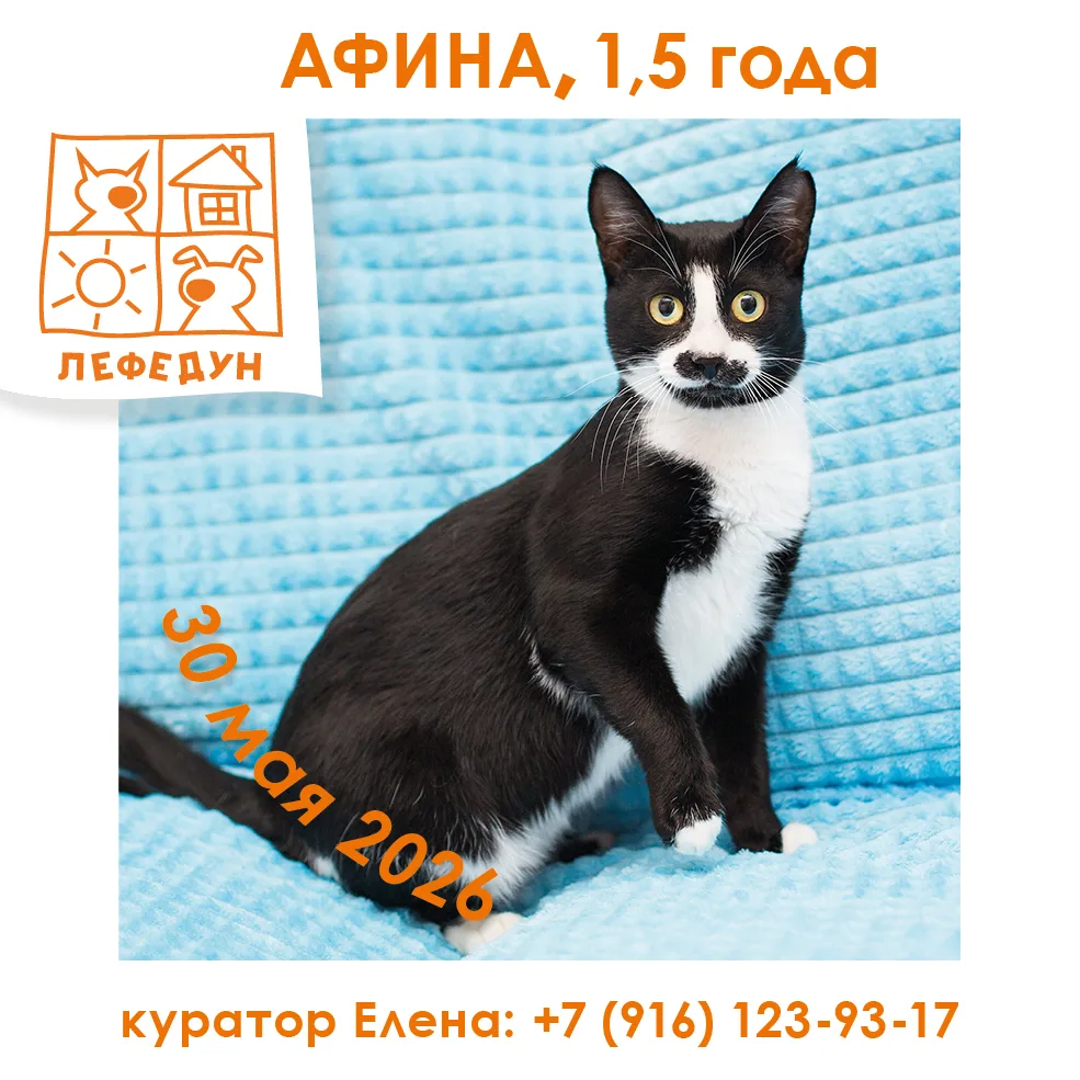 🐾 Мурр-привет! Мы Афина и Геля, и у нас для вас важное сообщение! 😽