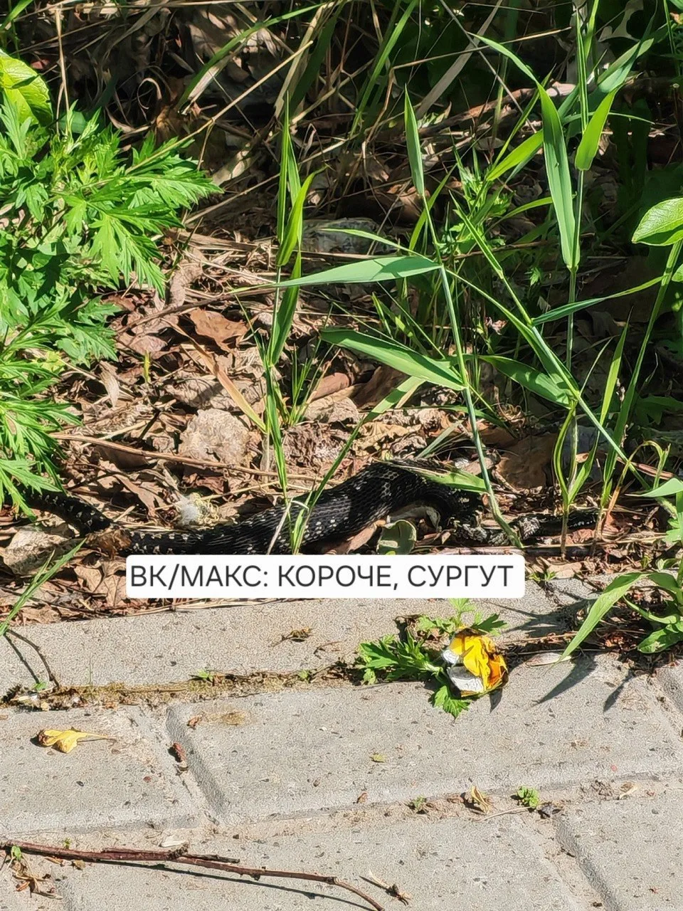 🐍Сургутяне заметили змей в городе