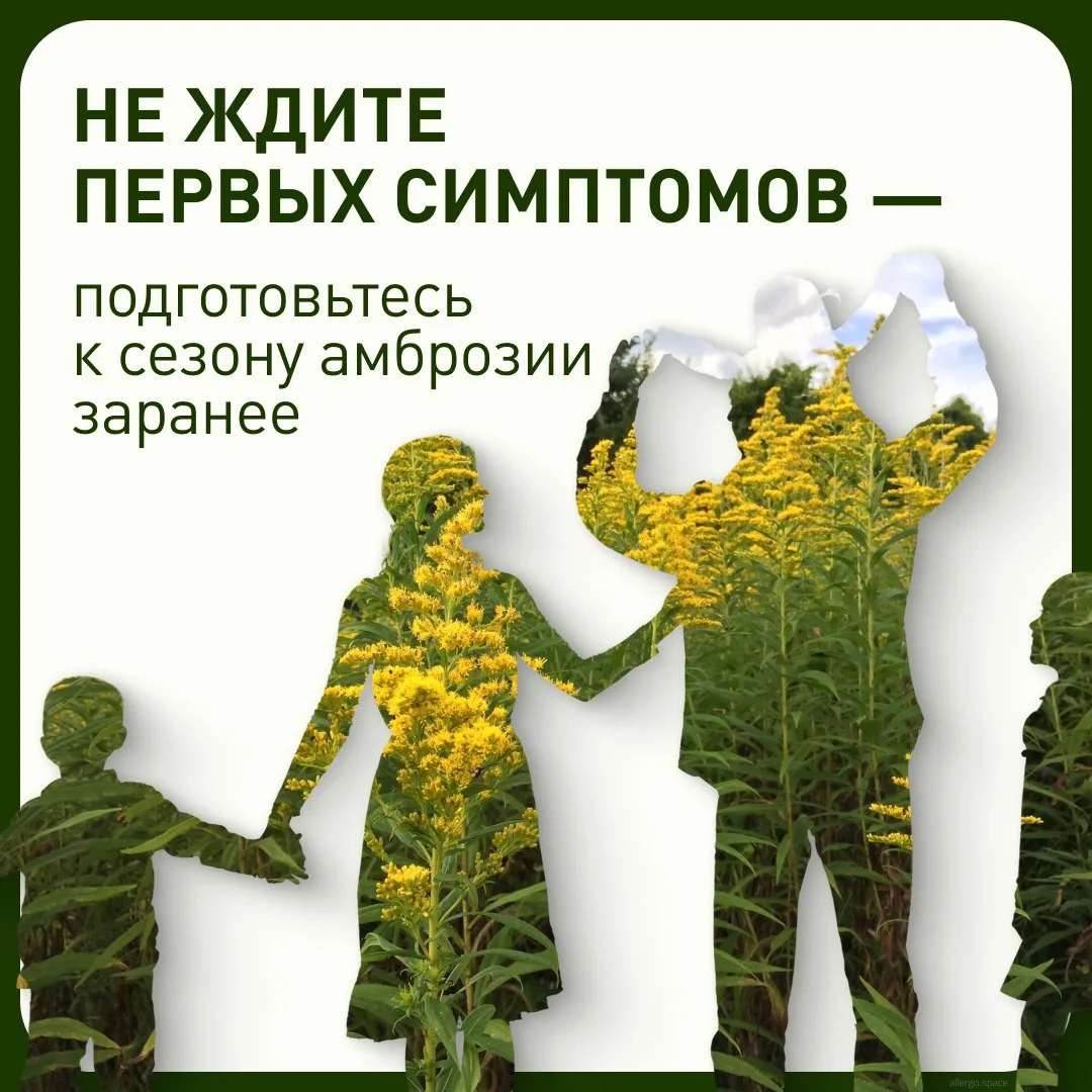 🗓️ Конец июля и август — период, когда концентрация пыльцы амброзии достигает максимума.
