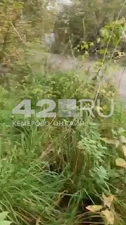 ⏺Житель Новокузнецка во время прогулки у дороги нашел человеческие кости