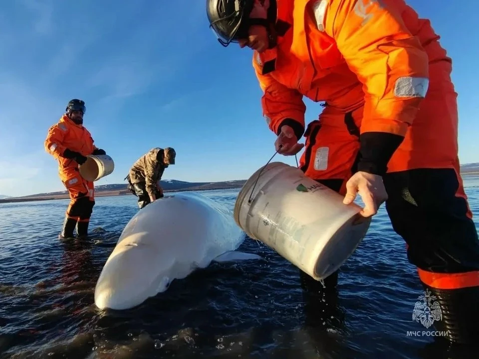 🐋🤝 В Охотском море спасатели и волонтёры помогли белухе, застрявшей на мели    В Магаданской области