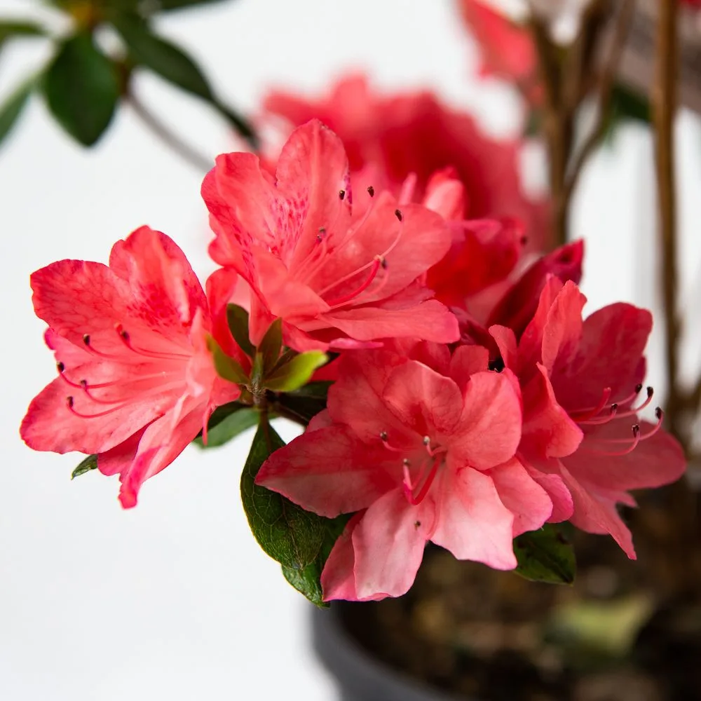 Азалия Azalea japonica, с3