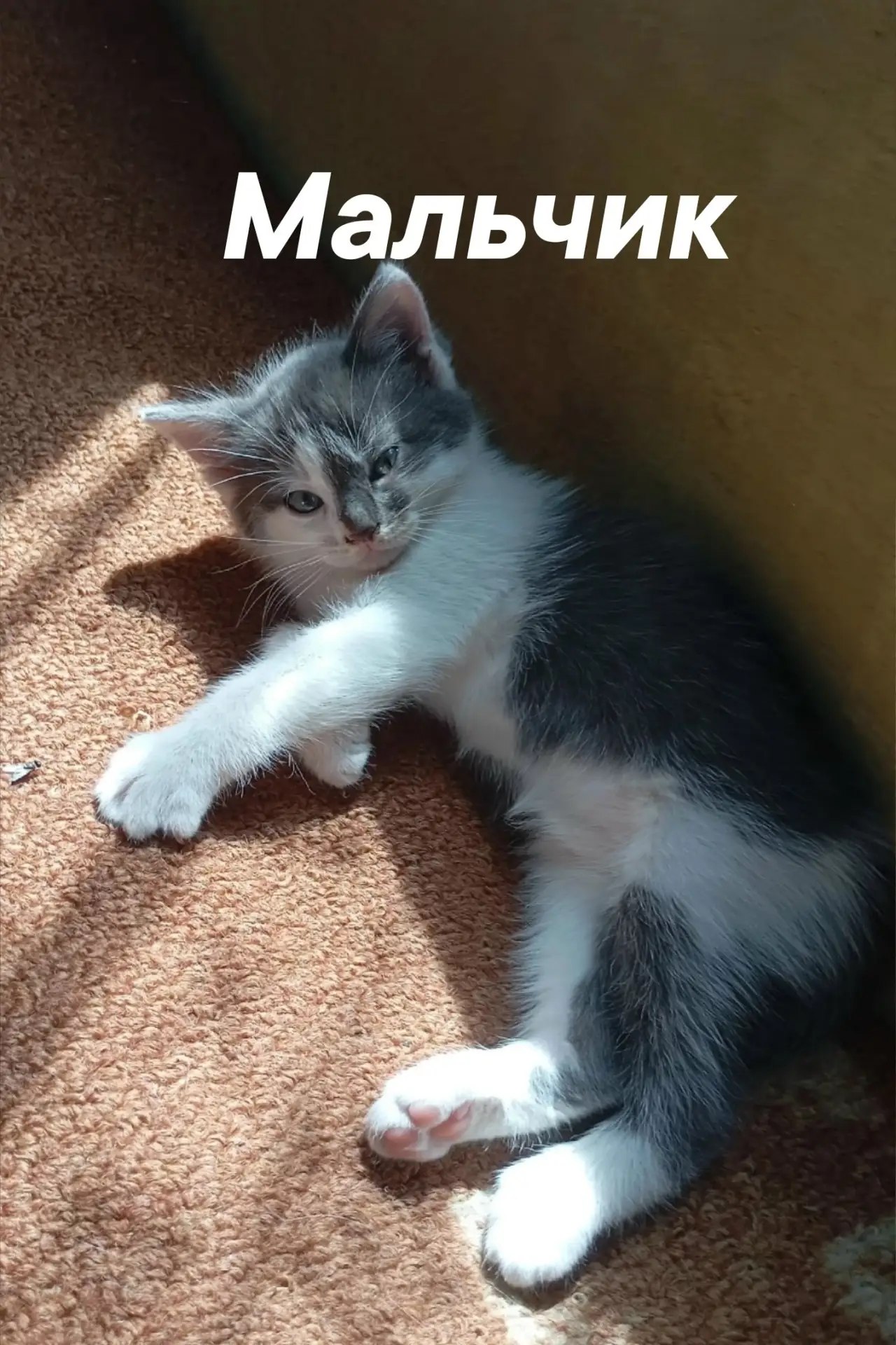 Остался один мальчик, заберите его пожалуйста... Один совсем , красивый мальчишка 😇, двоих забрали,