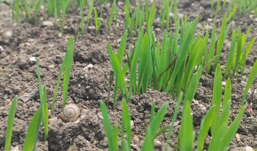 🌾🧖  Пашня в беде. Ученый рассказал о балансе урожайности и плодородия почвы
