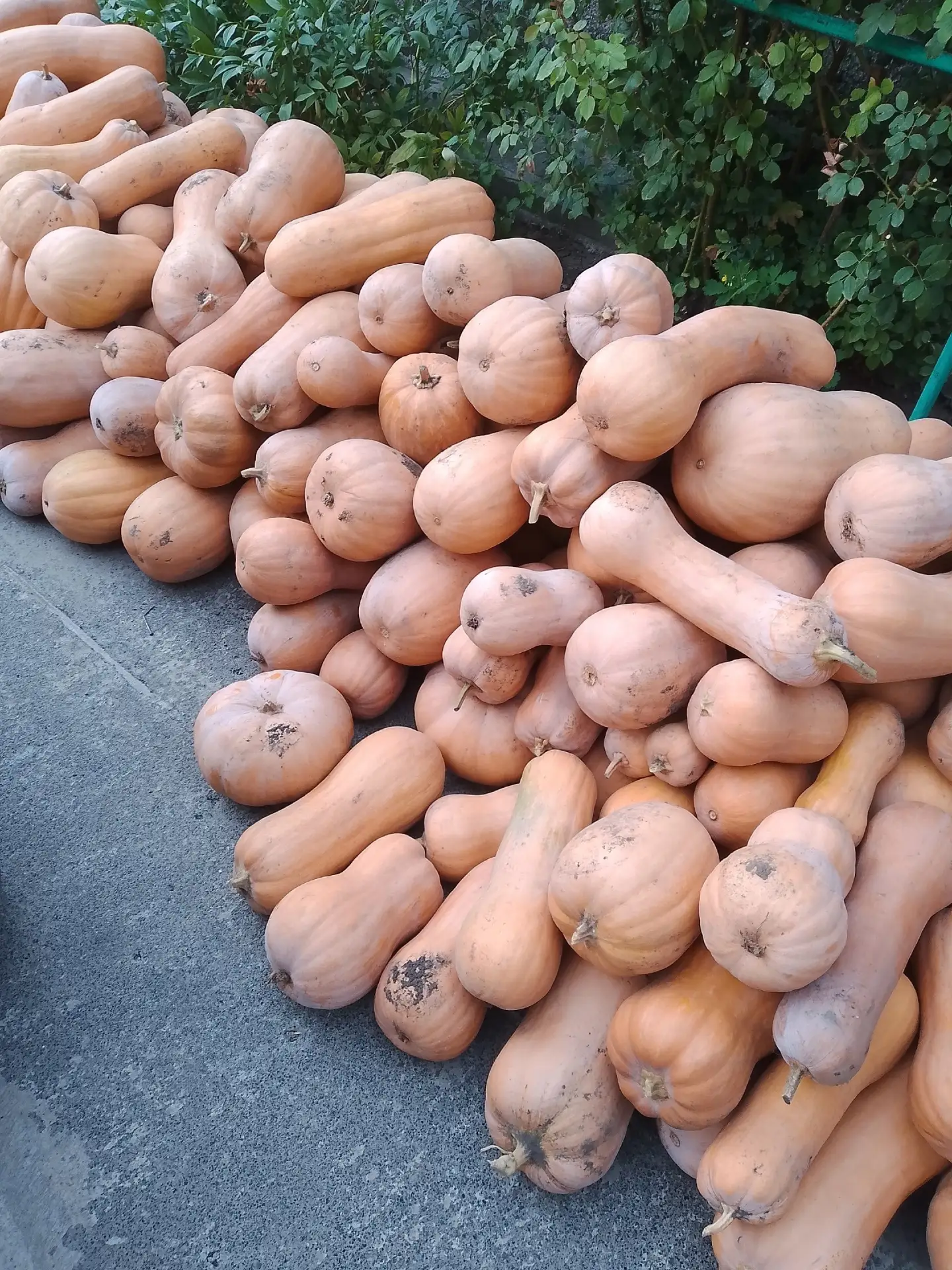Продам тыкву 15 руб Иловайск 79493042039