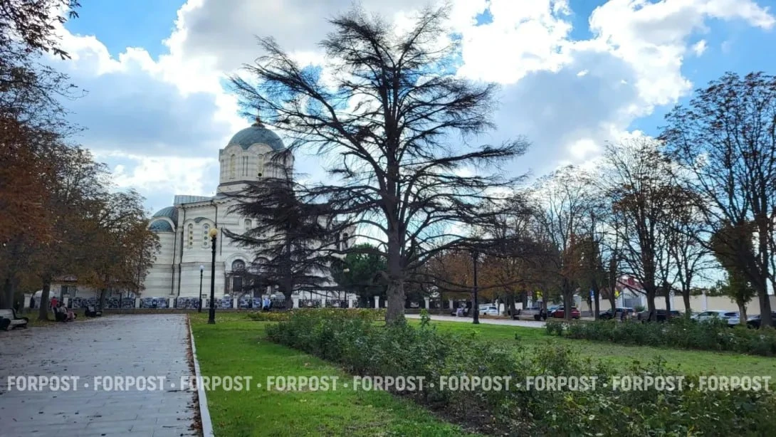 🌳В Севастополе определили судьбу засыхающих кедров в центре города: один хвойник на Го...