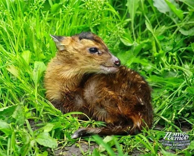 🦌 В Ростовском зоопарке впервые родился детёныш китайского мунтжака 🥰

Малыш появился на свет 20 м