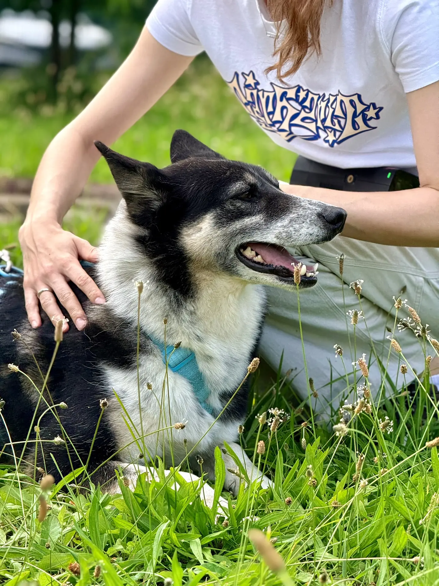 Уникальная девочка Фокси мечтает обрести дом! 🤍🦊