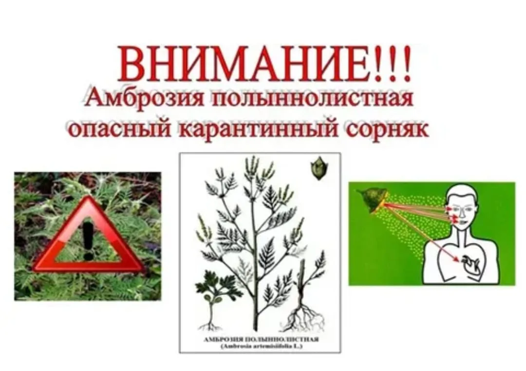 О необходимости борьбы с карантинным сорняком – амброзией