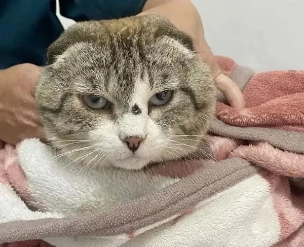 🐱❤️ Чудесная новость из Иркутской области: ветеринары спасли кота Барсика!