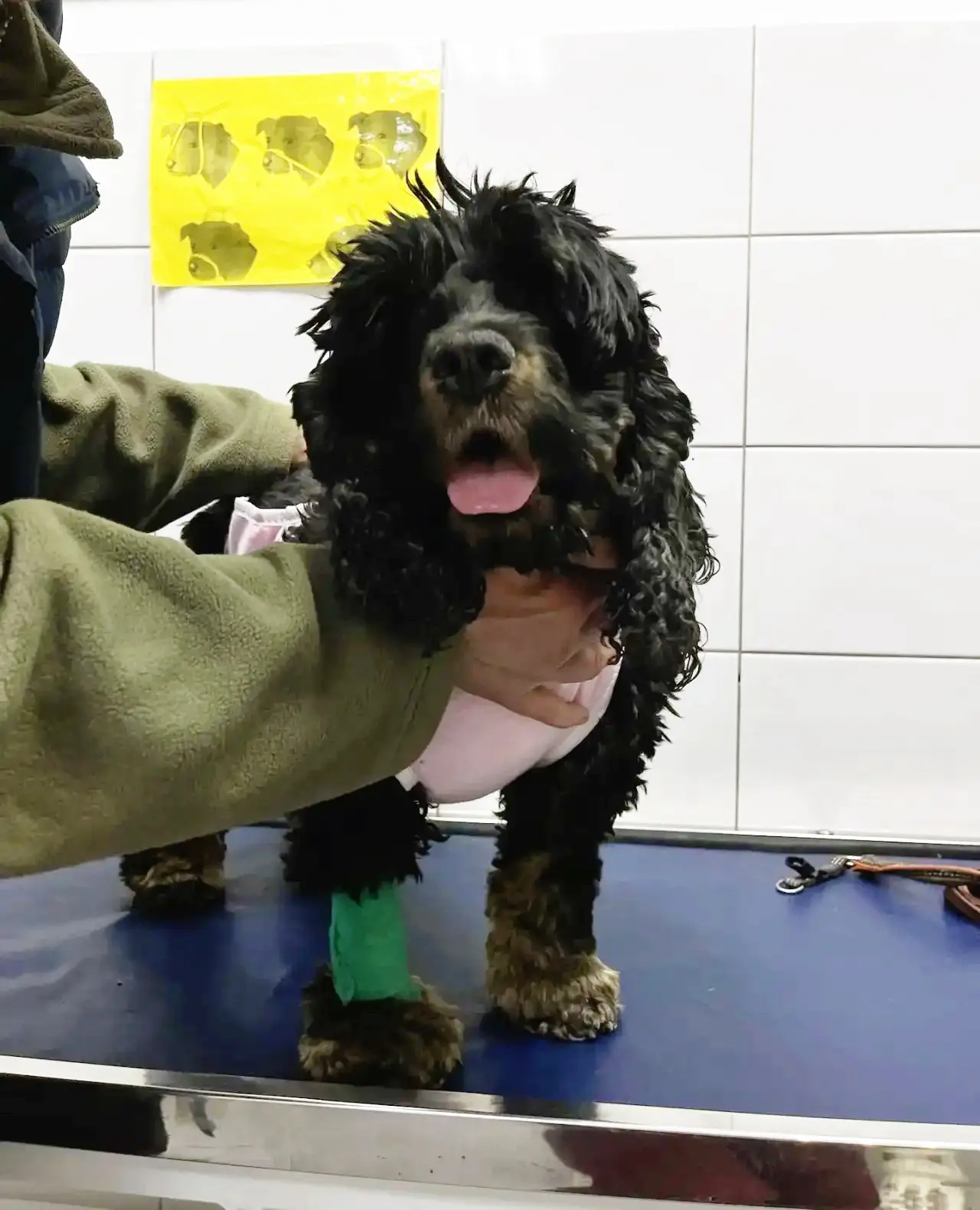 Наши пациенты🐕