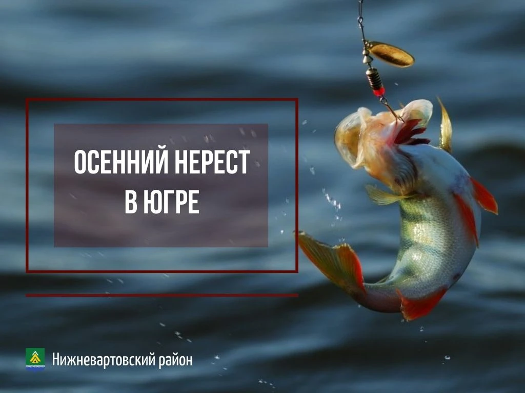 На водоемах округа стартовала операция «Осенний нерест» 🐟