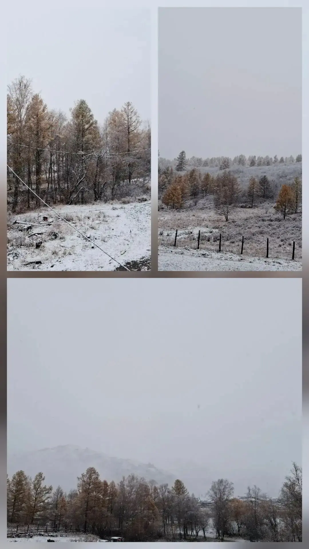 ❄️ Сегодня снег выпал и в селе Покровка Чарышского района