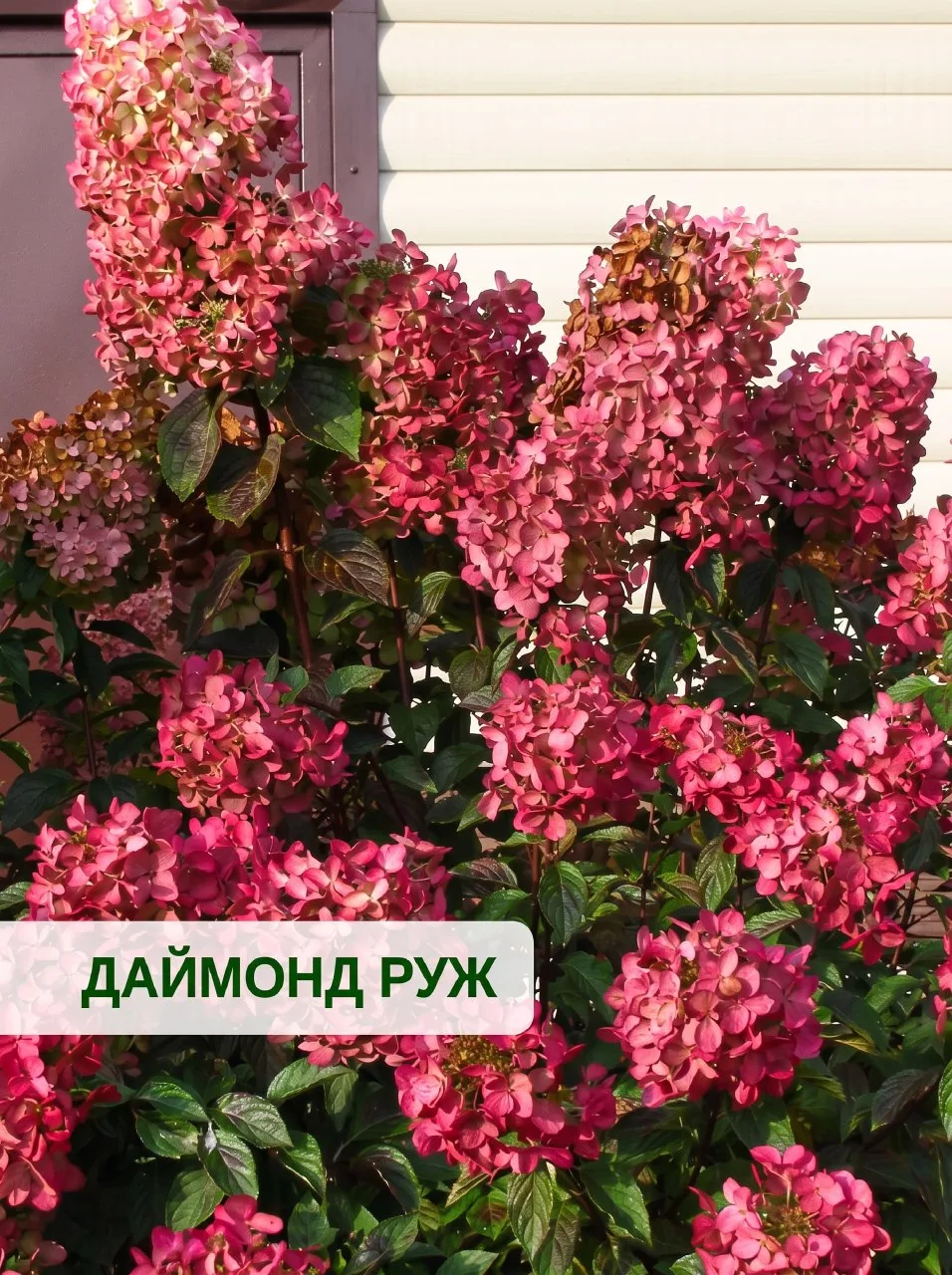 🌸 ДАЙМОНД РУЖ: Бриллиант коллекции