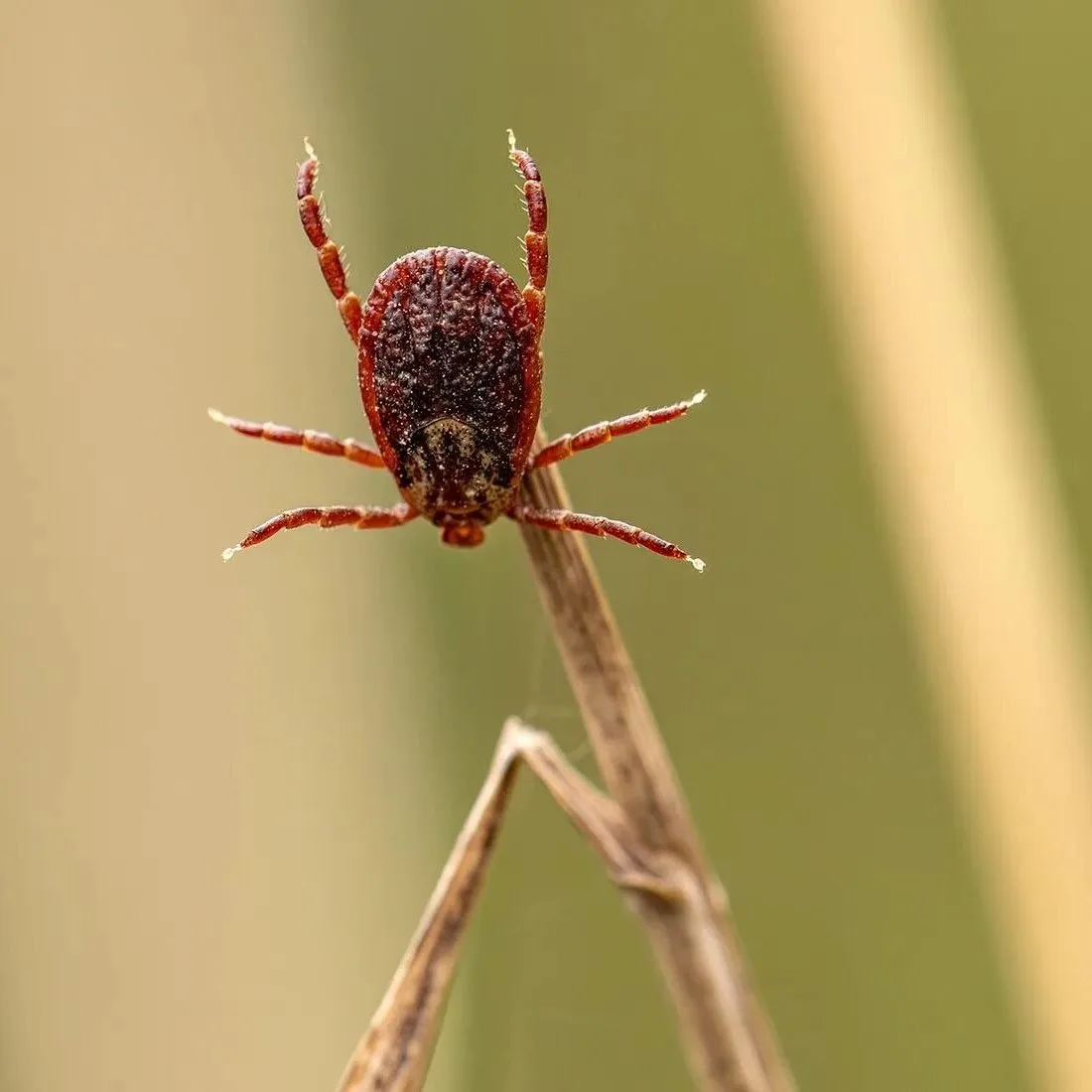 🕷️ В сентябре снова выросла активность клещей в лесах и парках