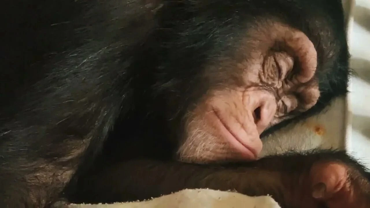 Ночная смена