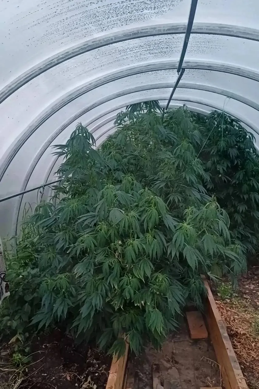 🌿 У жителя Шалдежки нашли теплицу с коноплёй