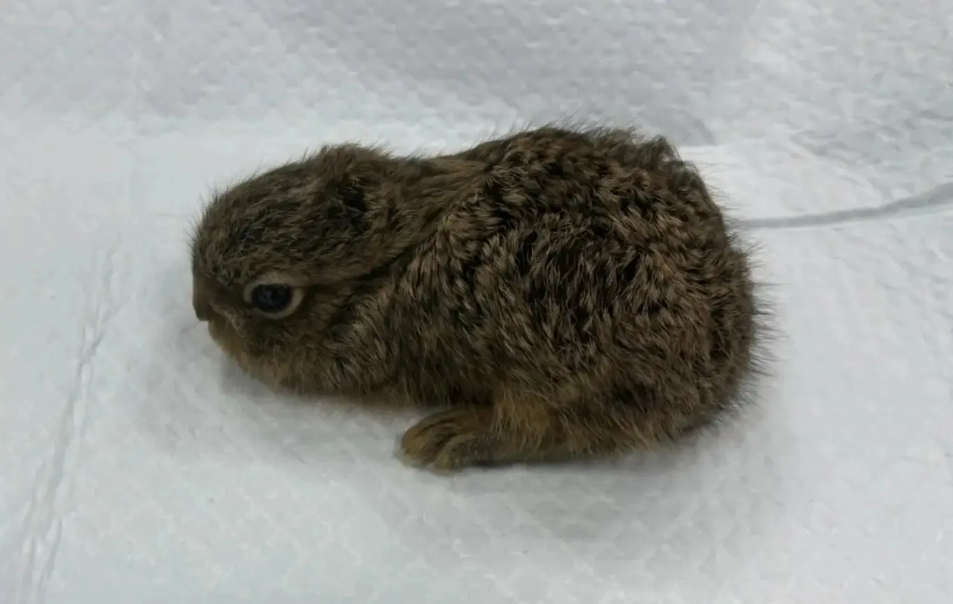 🐇 Костромич спас 100-граммового зайчонка от растерзания воронами    В ветеринарную службу Волгоречен