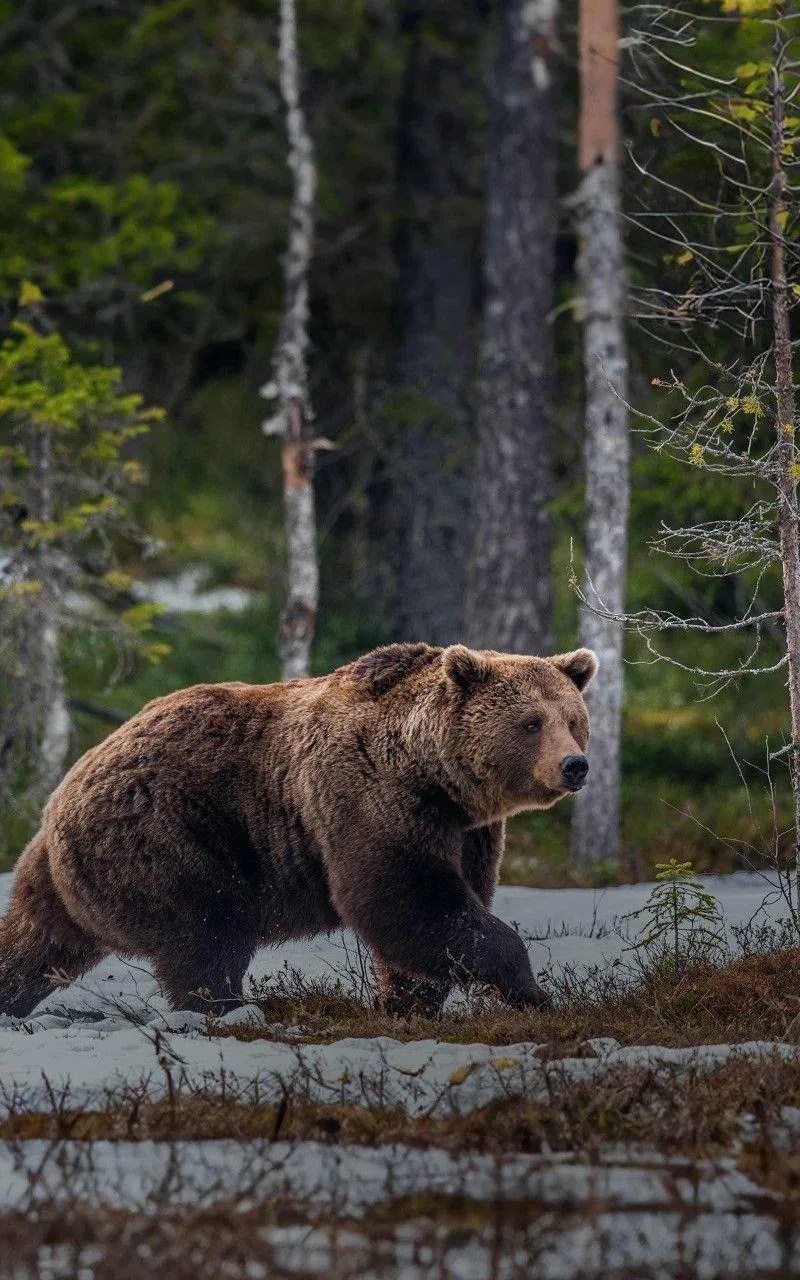 🐻 В Челябинской области медведи всё чаще выходят к людям