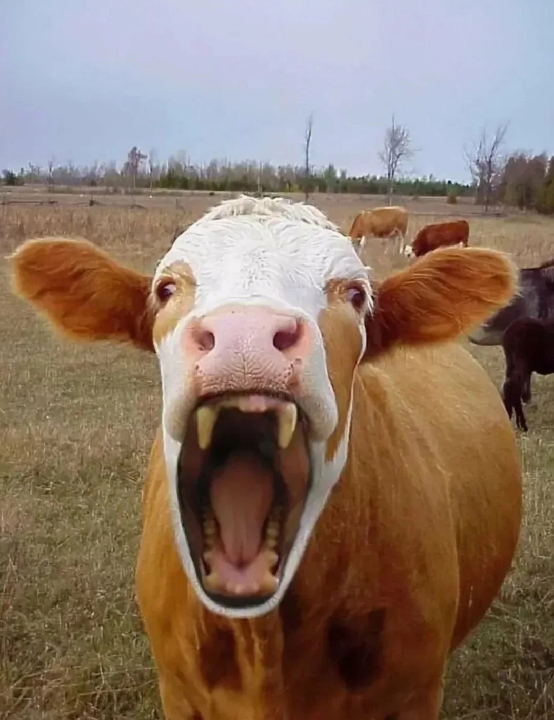 🐂Сколько лет живут коровы🐄