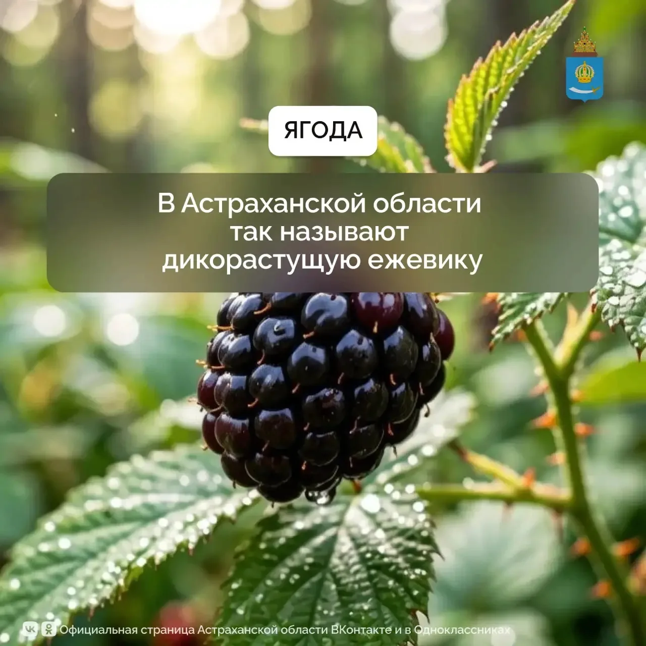 Продолжаем рубрику #четамвречи, в которой мы по-простому объясняем астраханские словечки.