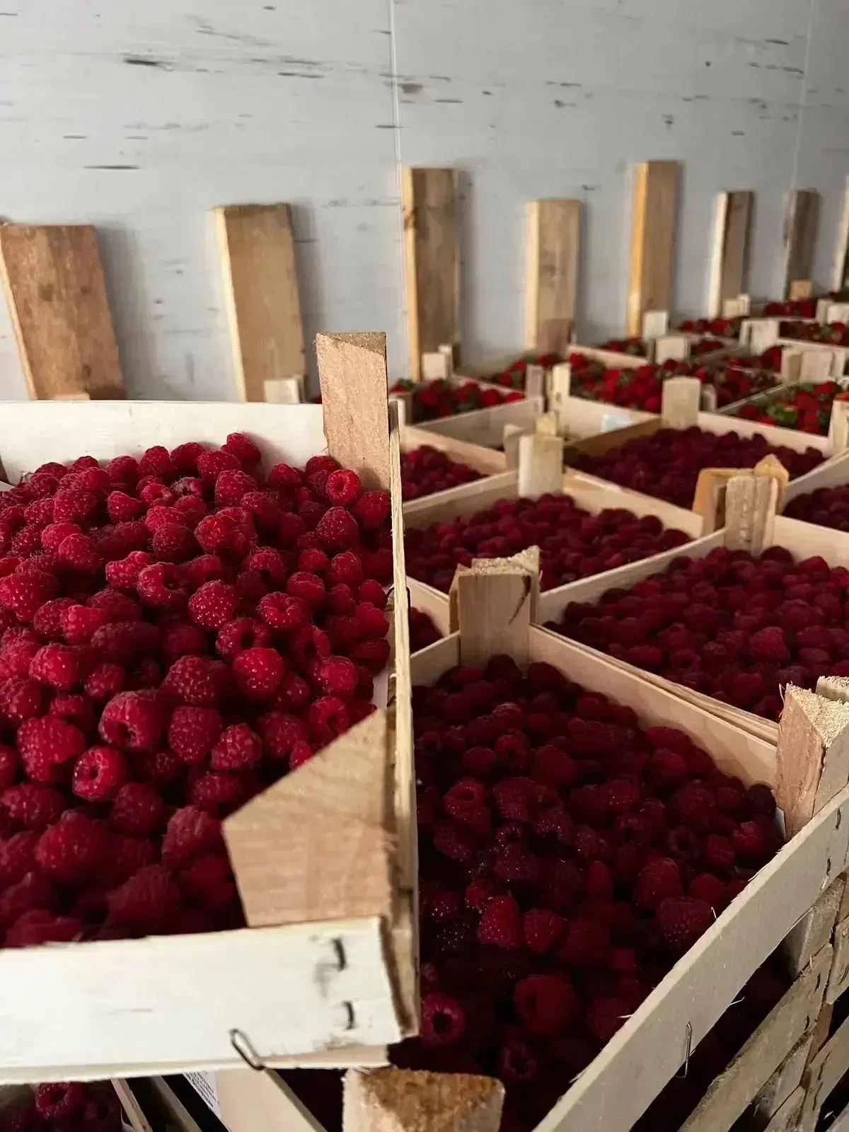 🍓🍓🍓🍓🍓🍓🍓🍓🍓🍓🍓🍓🍓
