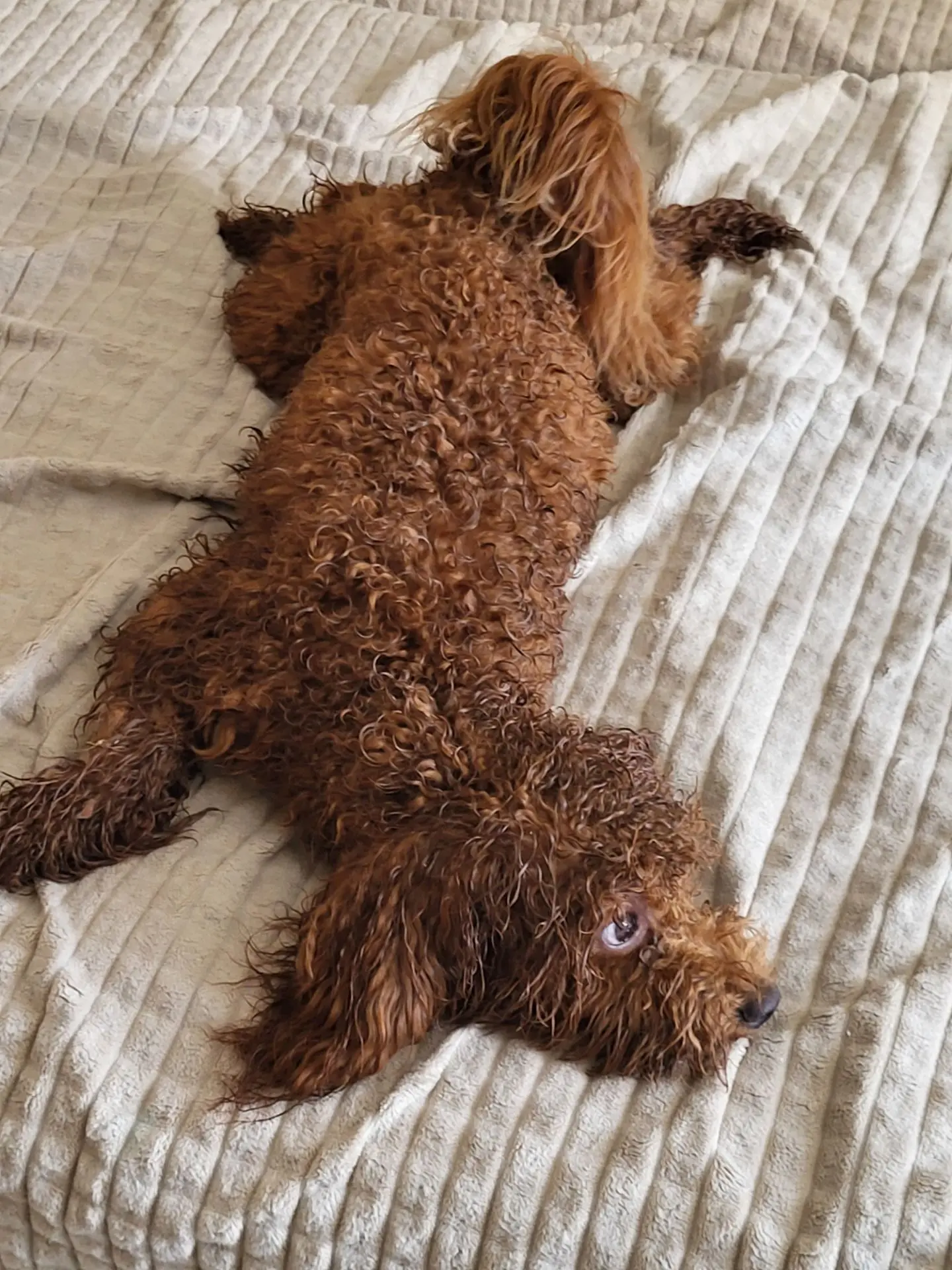 Нашему малышу Тому сегодня 10 месяцев 😊🐶