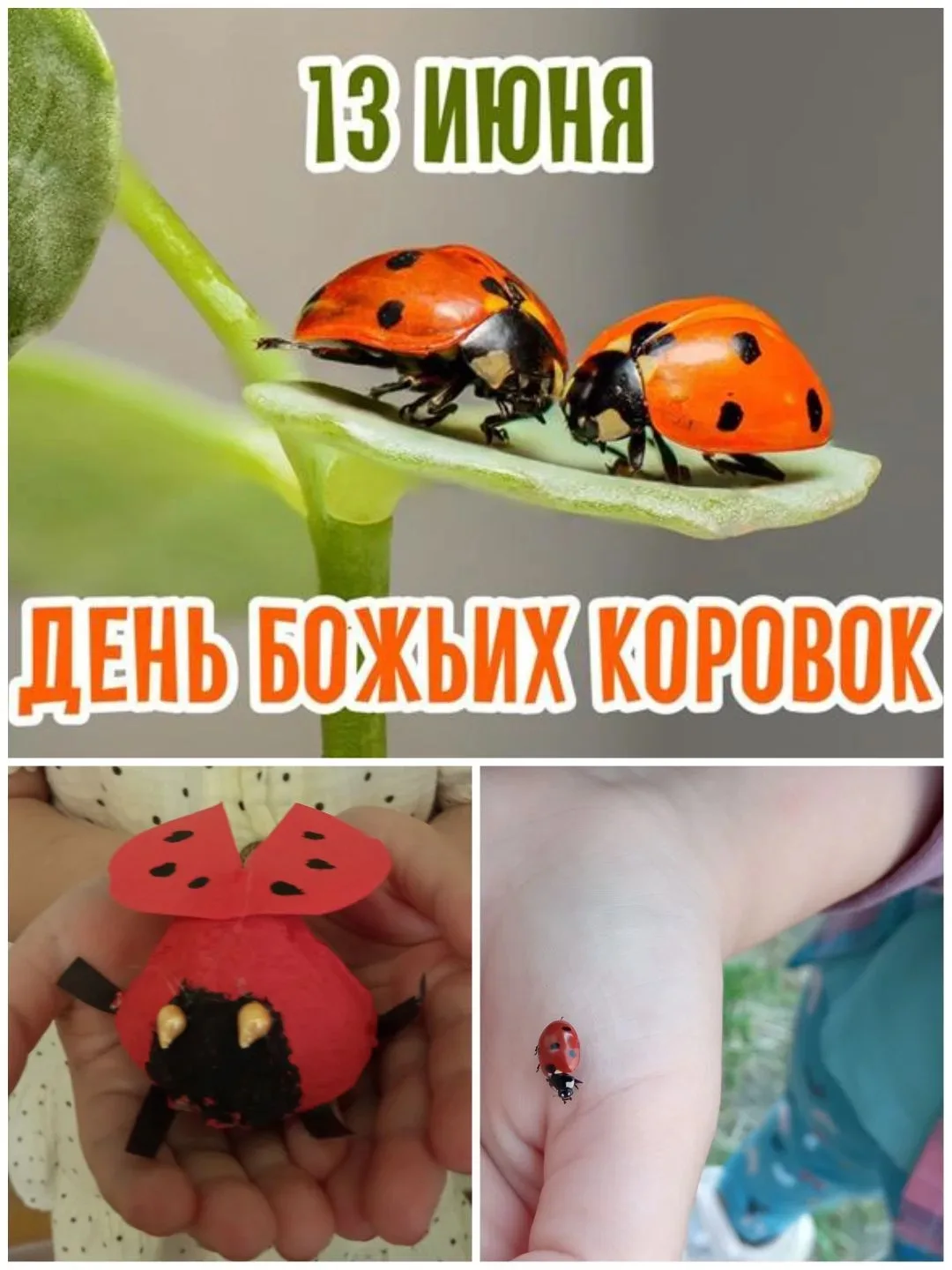 День Божьей Коровки : учимся любить природу. 
13 июня отмечают неофициальный, но очень интересный пр