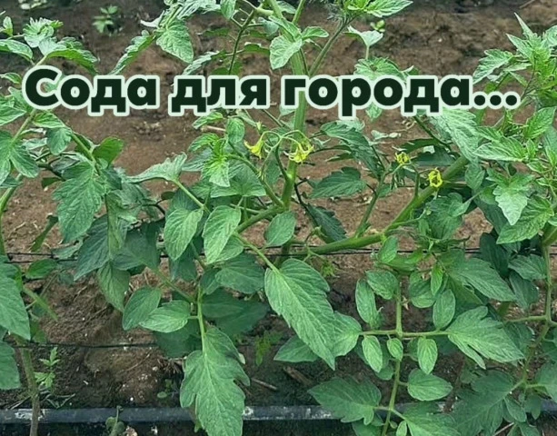 Пищевая сода для огорода.