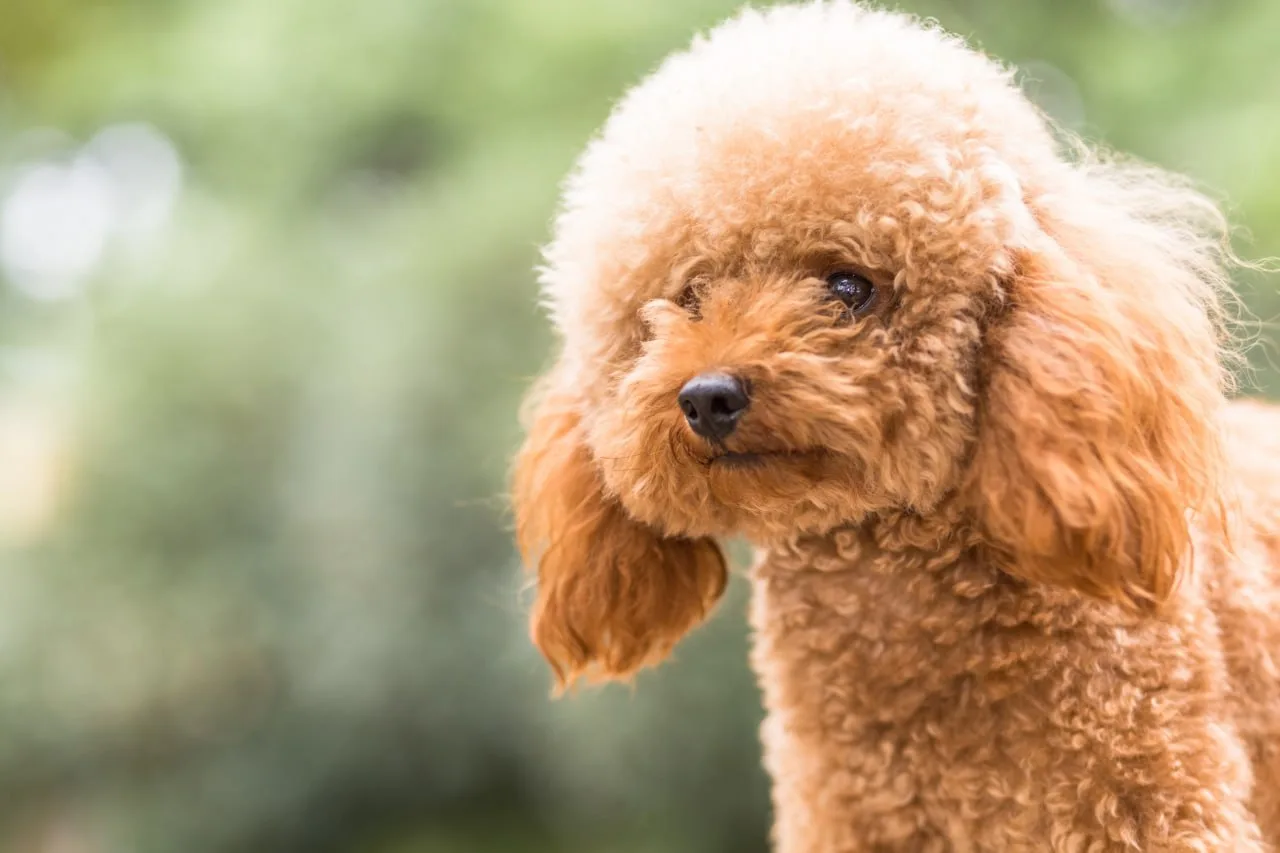 🐩 sich pudelwohl fühlen 🐩