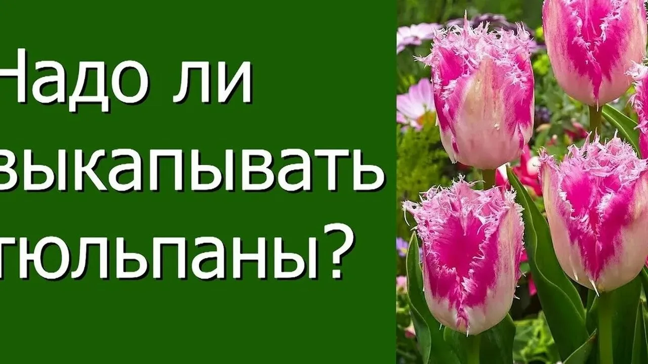 🌷 Выкапывать или оставить тюльпаны в земле?

Обязательно выкапывайте каждый год махровые, бахромчат