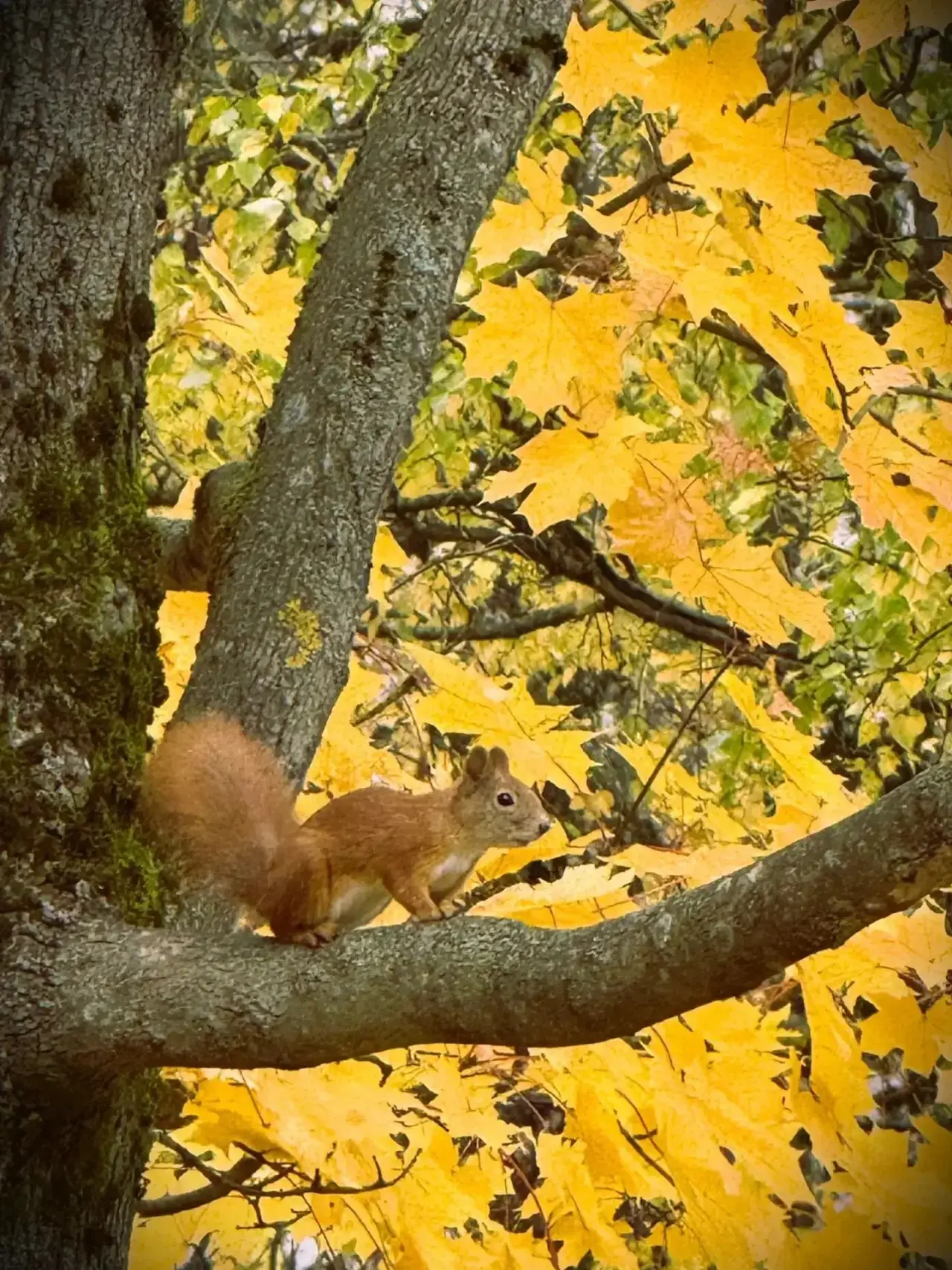 Белочка в Щекинском районе🐿️