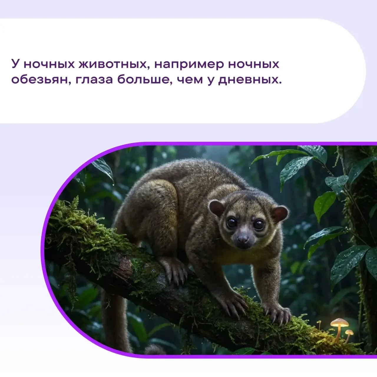#ПростоФакты о том, как животные покорили ночь.