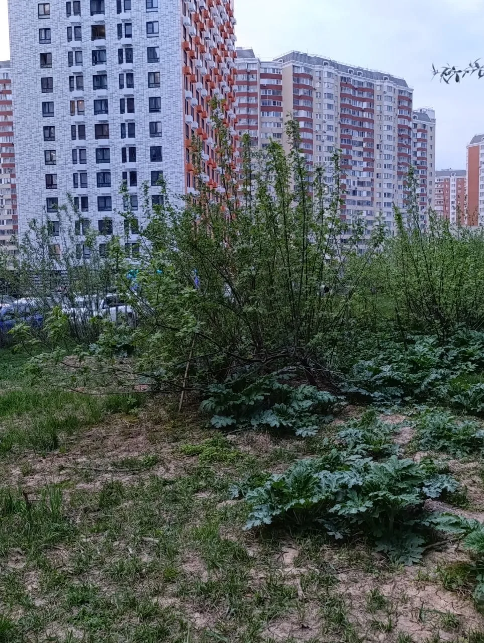 🌿 Борщевик уже становится привычным украшениям нашего района.  И никому нет до этого дела.  Ссылка д