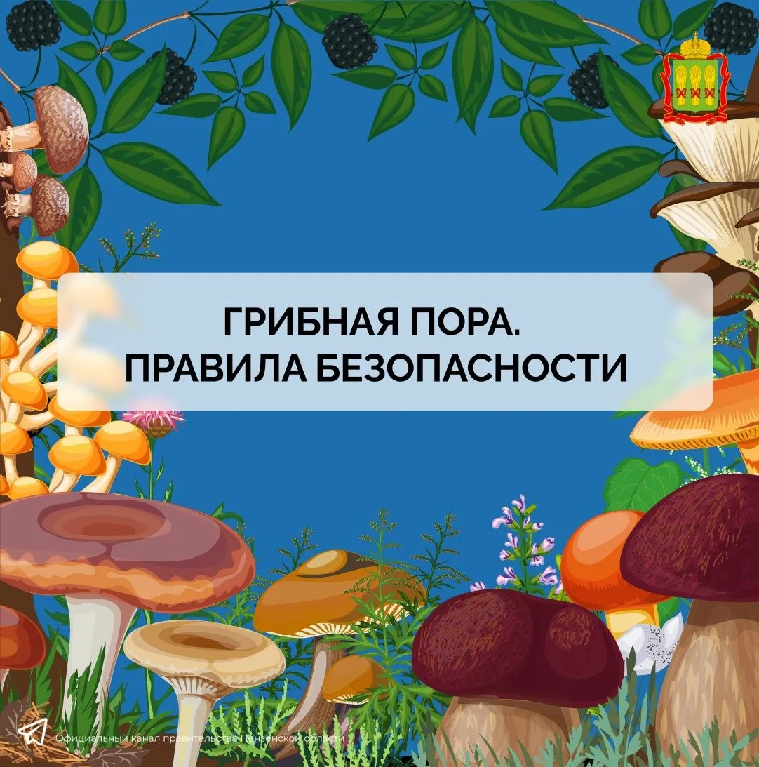 🍄‍🟫 Грибники, вы тут? #КорочеОбъясняем, как сделать тихую охоту безопасной.