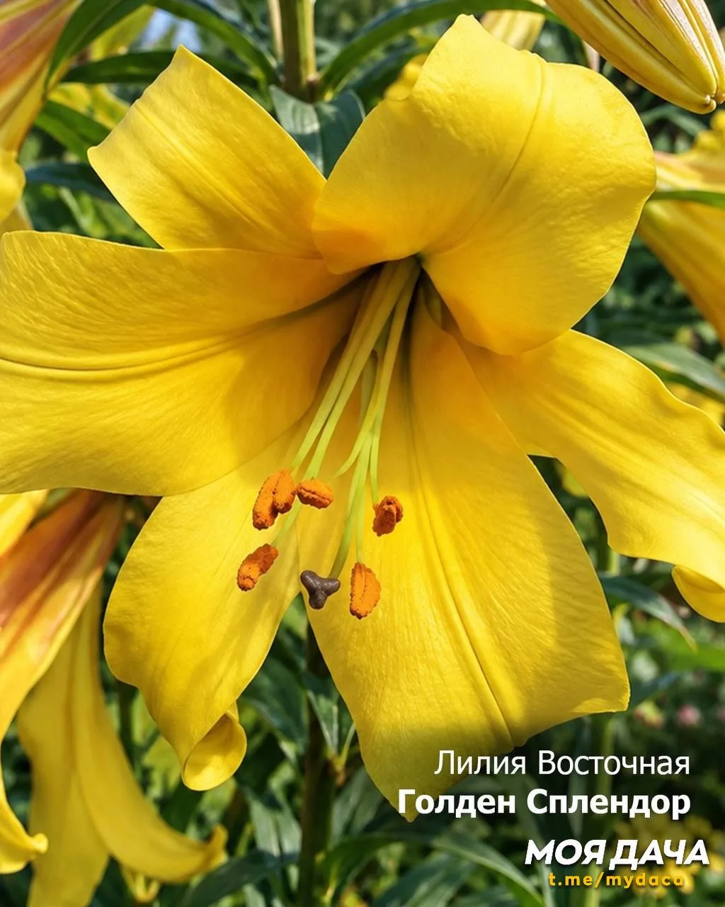 Лилия Восточная 🤩