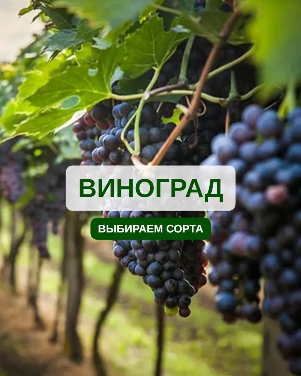 🍇 Виноград в Сибири? Легко!