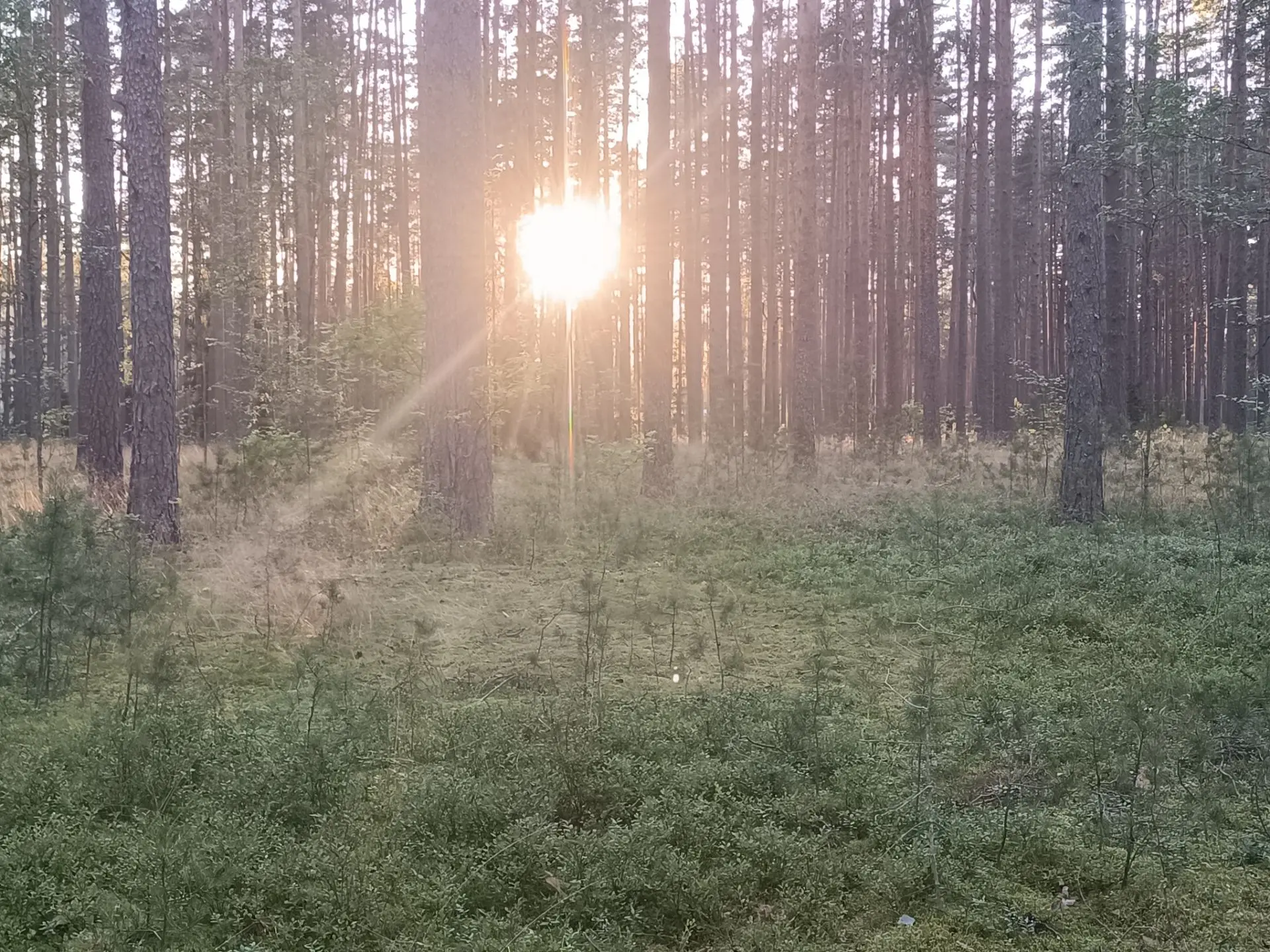 Немного вам вечернего лесного умиротворения.
Буду вспоминать это время, когда в 21 ещё светит солнце
