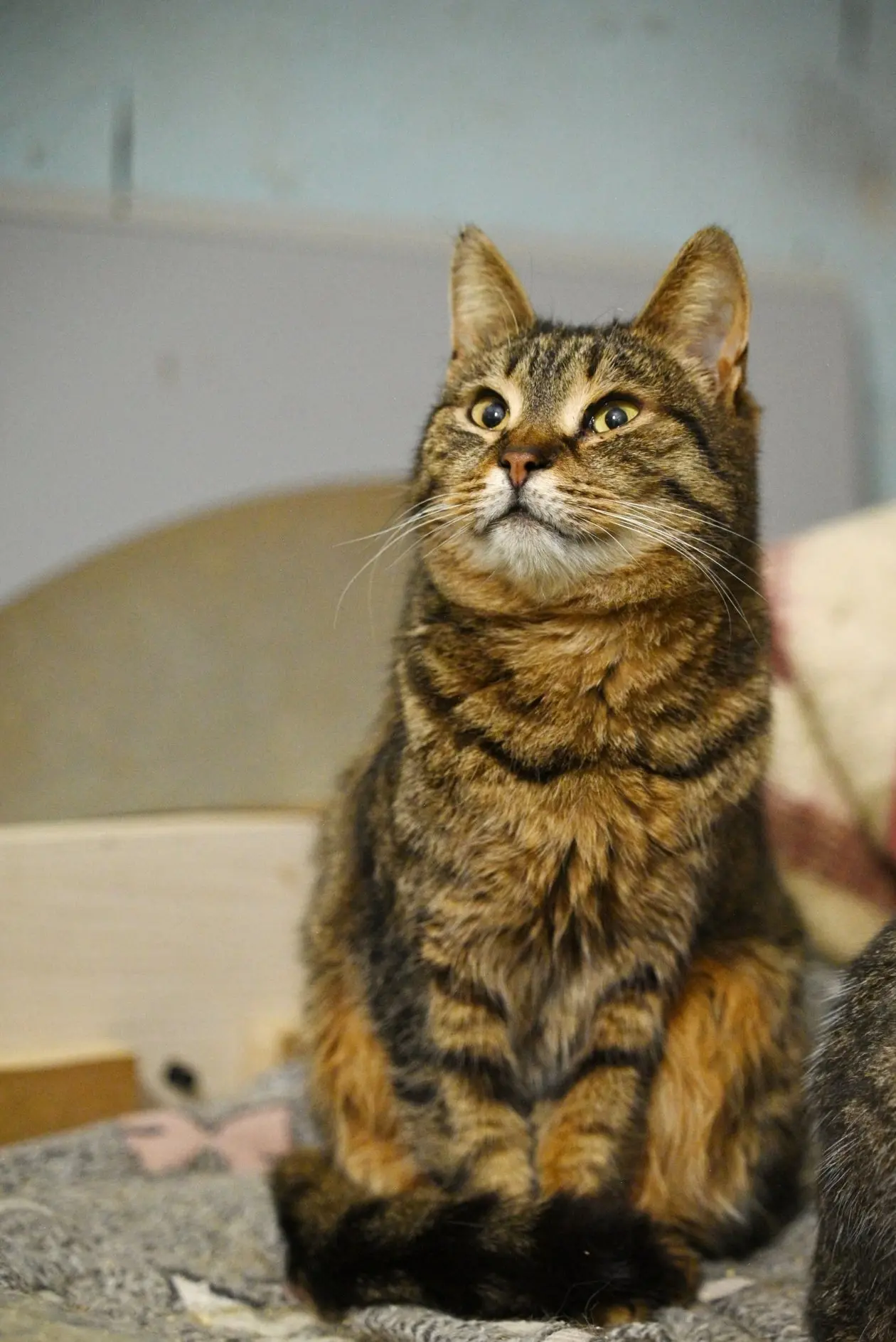 🐈Будет провожать и встречать: кошку Рысюню пристраивают в Севастополе