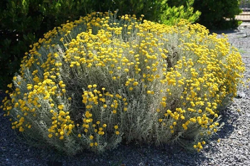 Сантолина 🌼