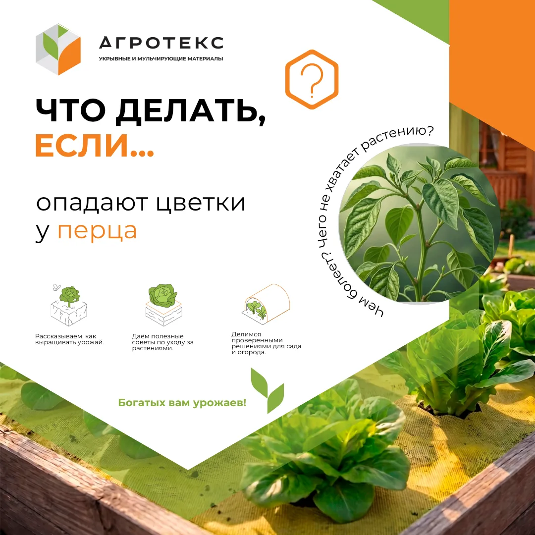 Если перец цветёт, но завязей нет, а цветки осыпаются, — проблема почти всегда в стрессе. Перец — ку