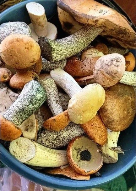 🍄 Грибы пошли, а вы всё ещё на диване?

Амурские леса начали раздавать бесплатные деликатесы. Грибн