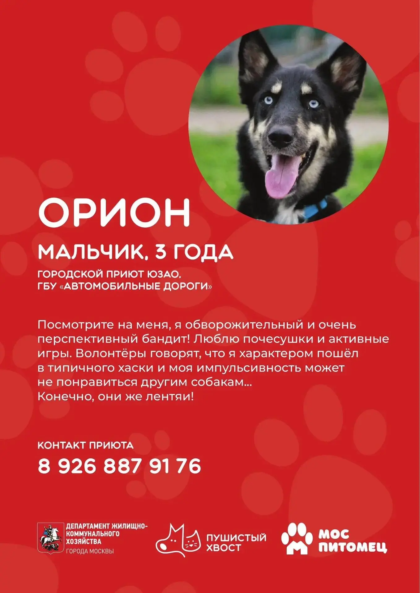 🐾Возможно, именно эти хвостики завтра отправятся домой в новую счастливую жизнь